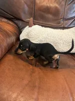 Itsy, a female Miniature Dachshund for sale in Raleigh, NC – 3 of 4