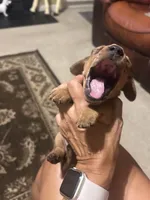 Dolly, a female Miniature Dachshund for sale in Raleigh, NC – 4 of 10
