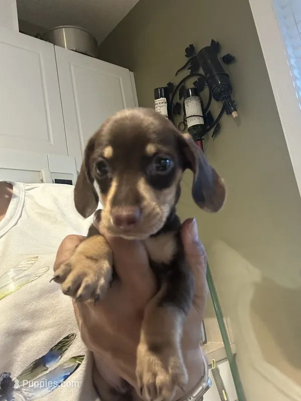 Remy – Miniature Dachshund puppy for sale in Raleigh, NC
