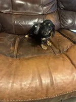 Penelope , a female Miniature Dachshund for sale in Raleigh, NC – 8 of 10