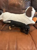 Bitsy, a female Miniature Dachshund for sale in Raleigh, NC – 2 of 6