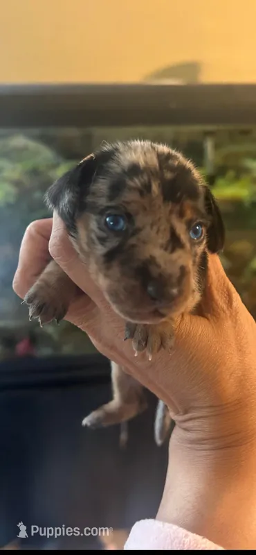 Jackson – Miniature Dachshund puppy for sale in Raleigh, NC