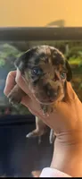 Jackson, a male Miniature Dachshund for sale in Raleigh, NC – 2 of 9