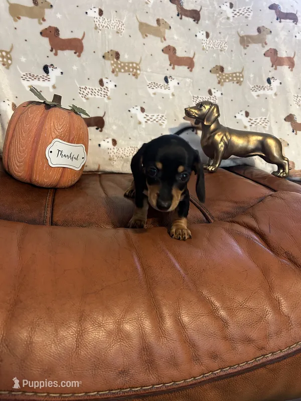 Dolly Parton – Miniature Dachshund puppy for sale in Raleigh, NC
