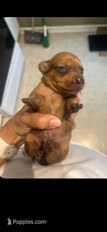 Marcie – Miniature Dachshund puppy for sale in Raleigh, NC