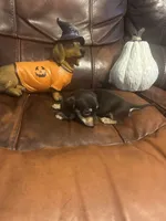 Mocha, a female Miniature Dachshund for sale in Raleigh, NC – 2 of 3