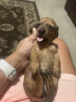 Dolly, a female Miniature Dachshund for sale in Raleigh, NC – 1 of 10