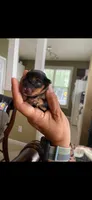 Jarvis, a male Miniature Dachshund for sale in Raleigh, NC – 1 of 2