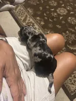 Jackson, a male Miniature Dachshund for sale in Raleigh, NC – 8 of 9