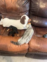 Bitsy, a female Miniature Dachshund for sale in Raleigh, NC – 6 of 6