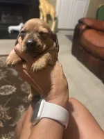 Dolly, a female Miniature Dachshund for sale in Raleigh, NC – 3 of 10
