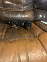 Penelope , a female Miniature Dachshund for sale in Raleigh, NC – 7 of 10
