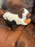 Mickey, a male Miniature Dachshund for sale in Raleigh, NC – 3 of 4