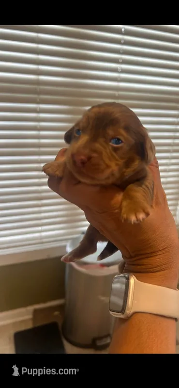 Marco – Miniature Dachshund puppy for sale in Raleigh, NC