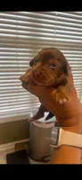 Marco, a male Miniature Dachshund for sale in Raleigh, NC – 1 of 2