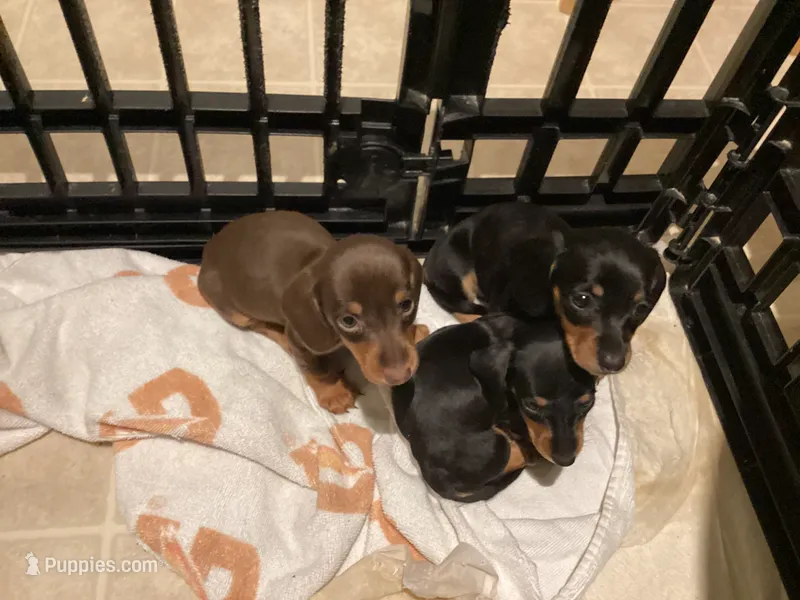 Aho – Miniature Dachshund puppy for sale in Raleigh, NC
