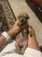 Dolly, a female Miniature Dachshund for sale in Raleigh, NC – 6 of 10