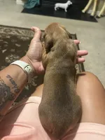 Dolly, a female Miniature Dachshund for sale in Raleigh, NC – 10 of 10