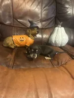 Mocha, a female Miniature Dachshund for sale in Raleigh, NC – 3 of 3