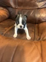 Juneau, a male Boston Terrier for sale in Raleigh, NC – 2 of 6