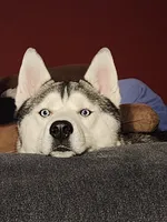 Caine, a male Siberian Husky for sale in Akron, OH – 2 of 2