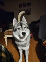Ash, a male Siberian Husky for sale in Akron, OH – 2 of 2