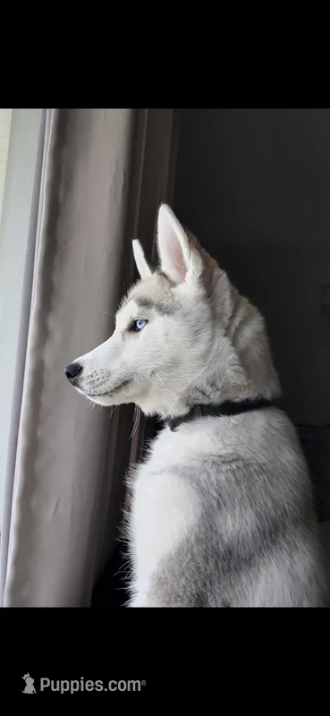 Caine – Siberian Husky puppy for sale in Akron, OH