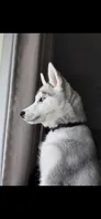 Caine, a male Siberian Husky for sale in Akron, OH – 1 of 2