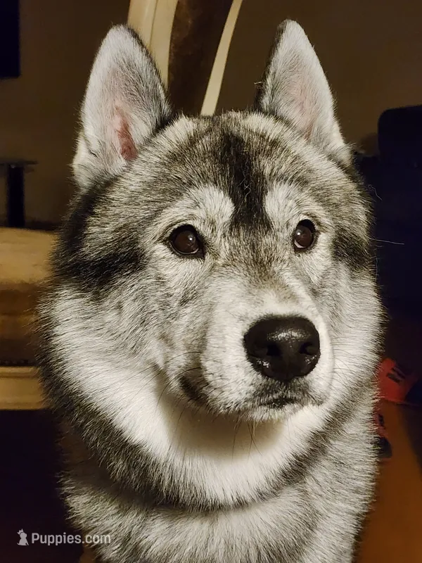 Ash – Siberian Husky puppy for sale in Akron, OH