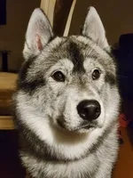 Ash, a male Siberian Husky for sale in Akron, OH – 1 of 2