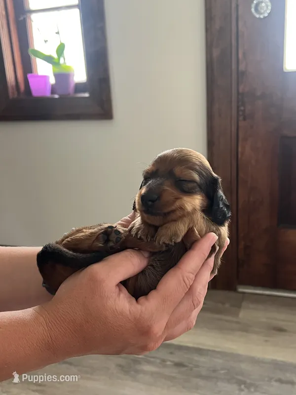 Biscuit  – Miniature Dachshund puppy for sale in Lowville, NY
