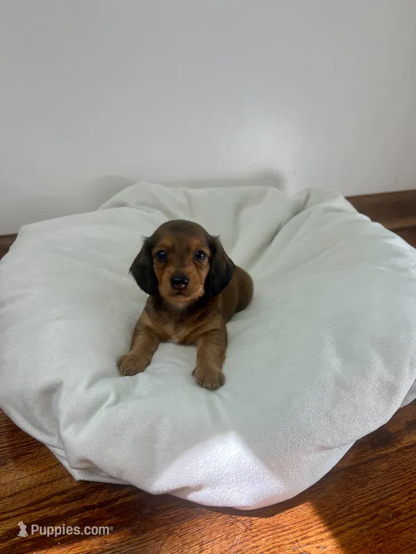 Brownie – Miniature Dachshund puppy for sale in Lowville, NY