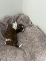 Star, a female Miniature Dachshund for sale in Lowville, NY – Photo 4 of 4