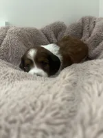 Star, a female Miniature Dachshund for sale in Lowville, NY – Photo 2 of 4