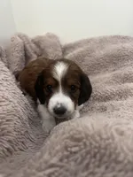 Star, a female Miniature Dachshund for sale in Lowville, NY – Photo 3 of 4