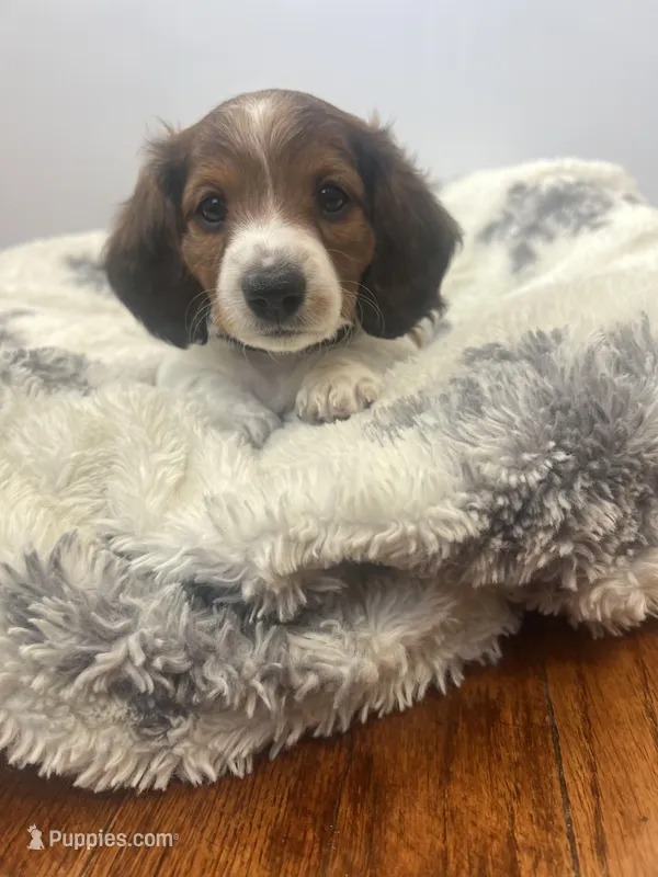 Star – Miniature Dachshund puppy on hold in Lowville, NY