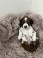 Star, a female Miniature Dachshund for sale in Lowville, NY – Photo 1 of 4