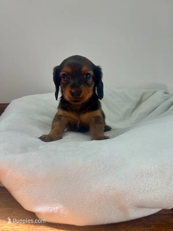 Ranger – Miniature Dachshund puppy for sale in Lowville, NY