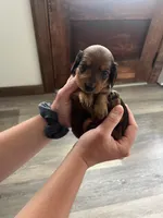 Tulip, a female Miniature Dachshund for sale in Lowville, NY – 2 of 2
