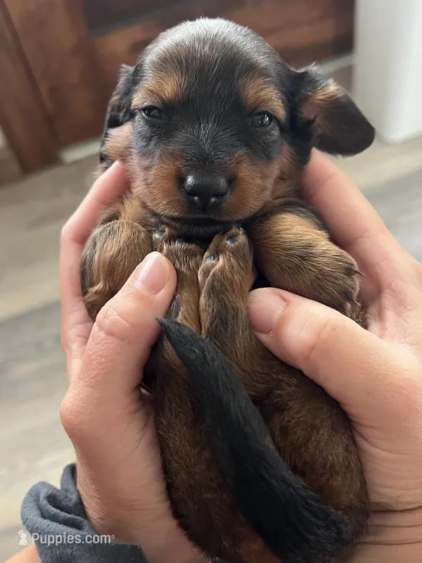 Ranger – Miniature Dachshund puppy for sale in Lowville, NY