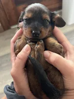 Ranger, a male Miniature Dachshund for sale in Lowville, NY – 1 of 2