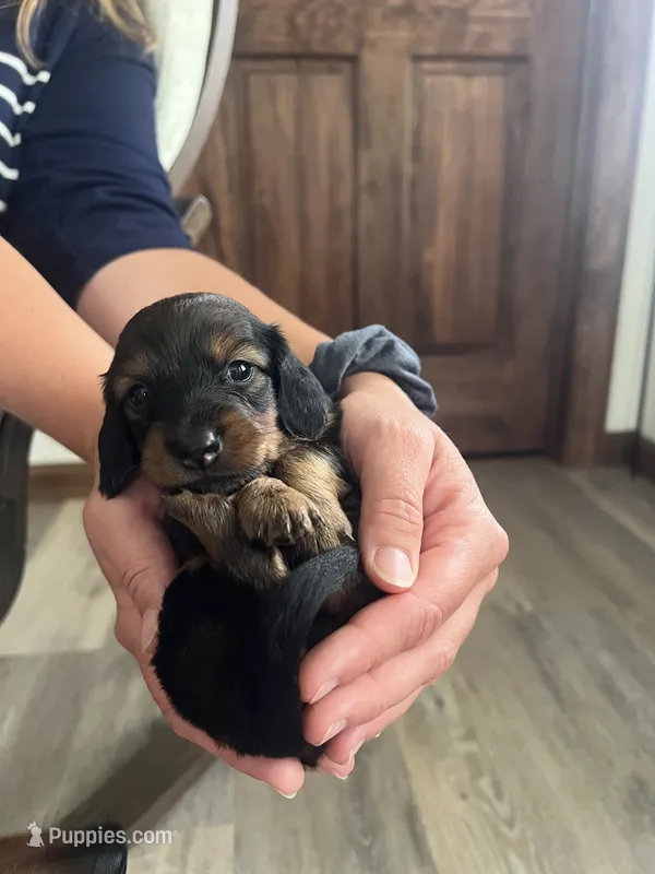 Rose – Miniature Dachshund puppy on hold in Lowville, NY