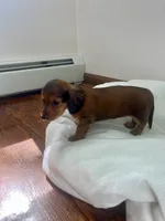 Brownie, a female Miniature Dachshund for sale in Lowville, NY – 2 of 5