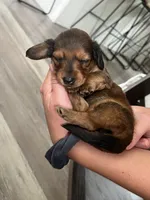 Brownie, a female Miniature Dachshund for sale in Lowville, NY – 2 of 2