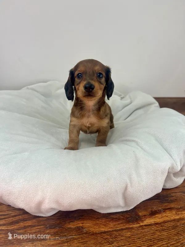 Biscuit  – Miniature Dachshund puppy for sale in Lowville, NY