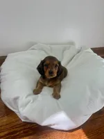 Brownie, a female Miniature Dachshund for sale in Lowville, NY – 3 of 5