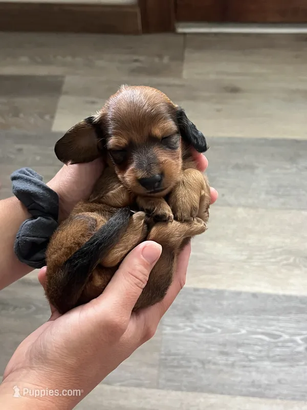 Biscuit  – Miniature Dachshund puppy for sale in Lowville, NY