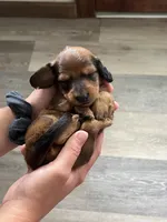 Biscuit , a male Miniature Dachshund for sale in Lowville, NY – 2 of 2