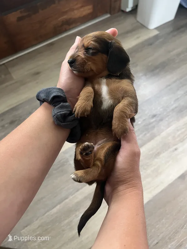 Tulip – Miniature Dachshund puppy for sale in Lowville, NY