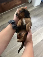 Tulip, a female Miniature Dachshund for sale in Lowville, NY – 1 of 2